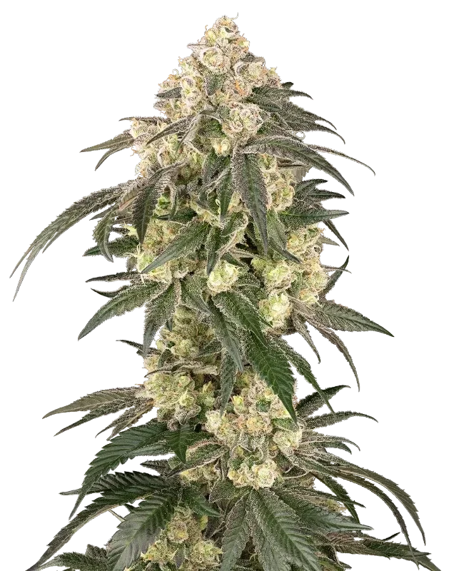 Gold Line Z van Sensi Seeds