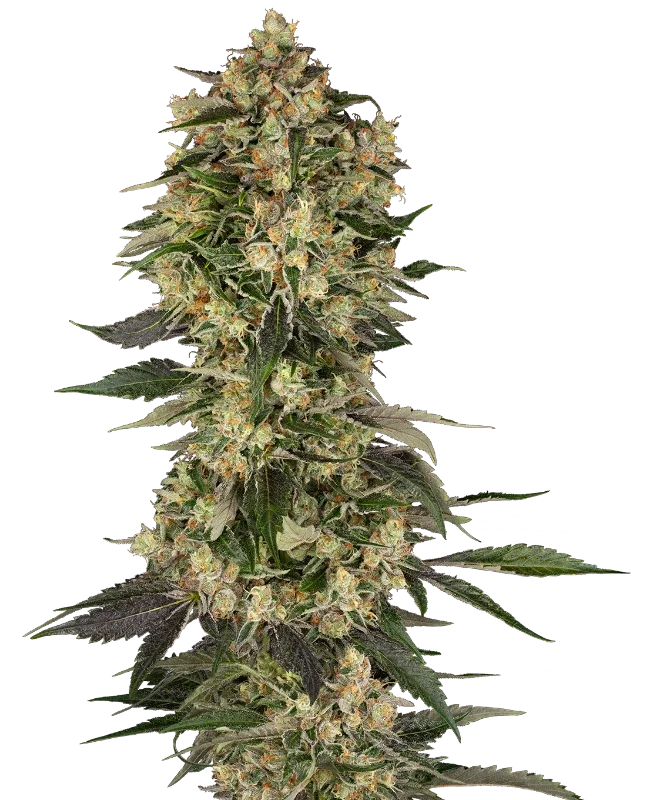 Cobra Hai van Sensi Seeds