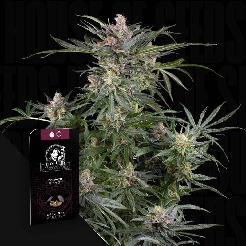 Dosimosa van Sensi Seeds