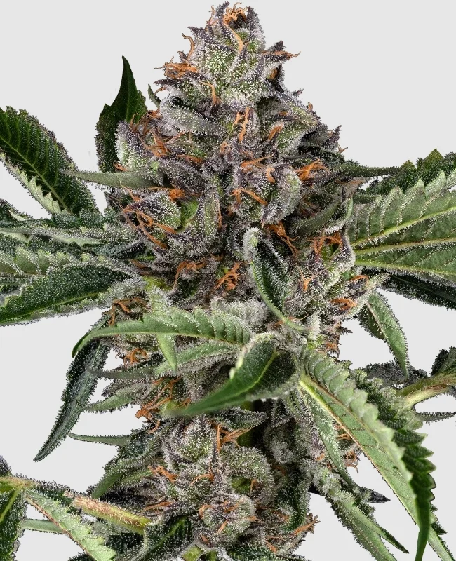 Atomic Blue Dream van Sensi Seeds