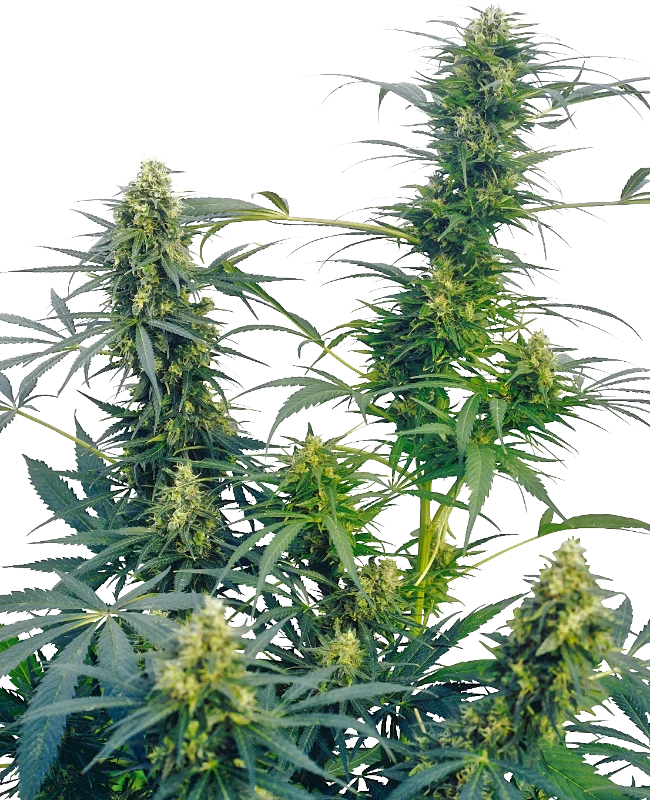 Guerrillas Gusto van Sensi Seeds