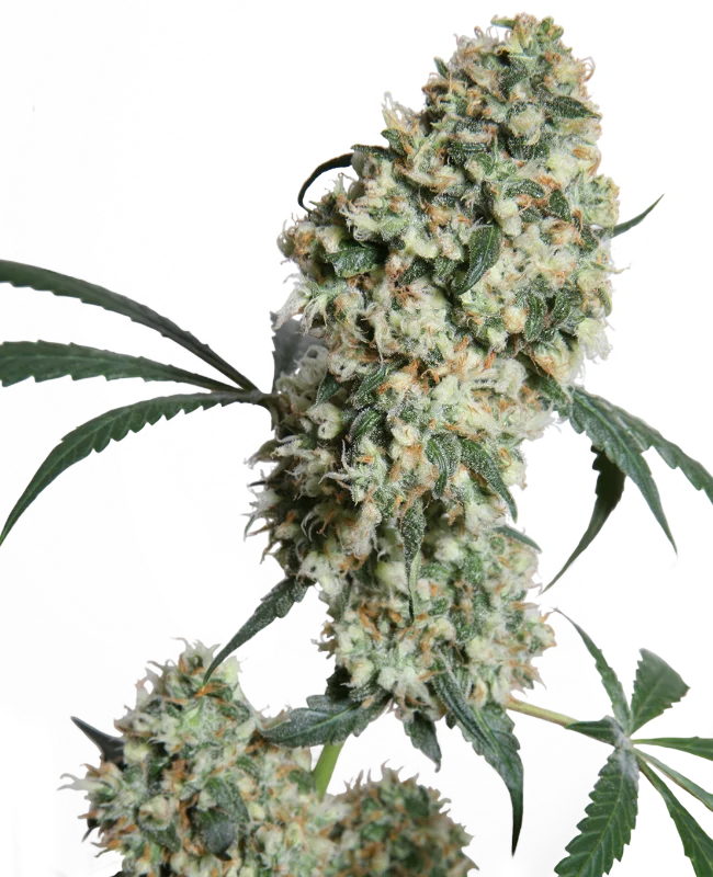 Ed Rosenthal Super Bud van Sensi Seeds