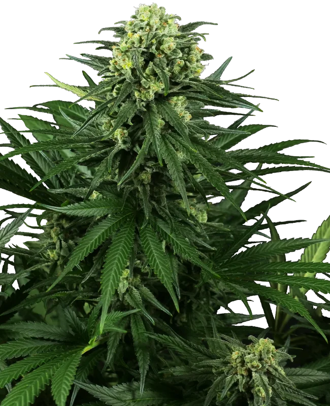 Honey Melon Kush van Sensi Seeds