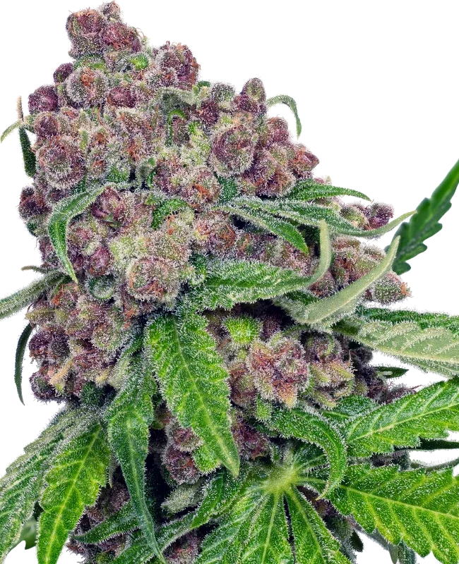 Cherry Bacio van Sensi Seeds