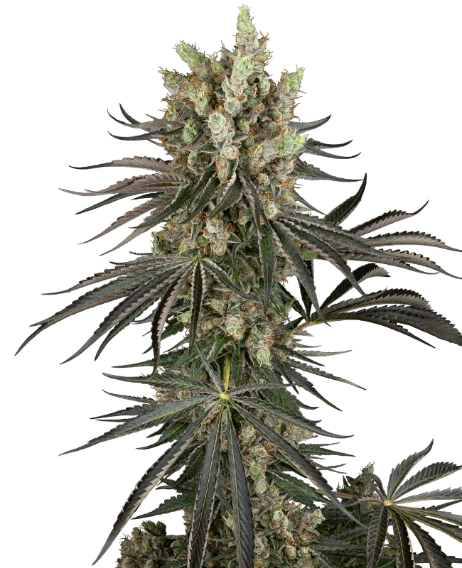 Slam Dank van Sensi Seeds