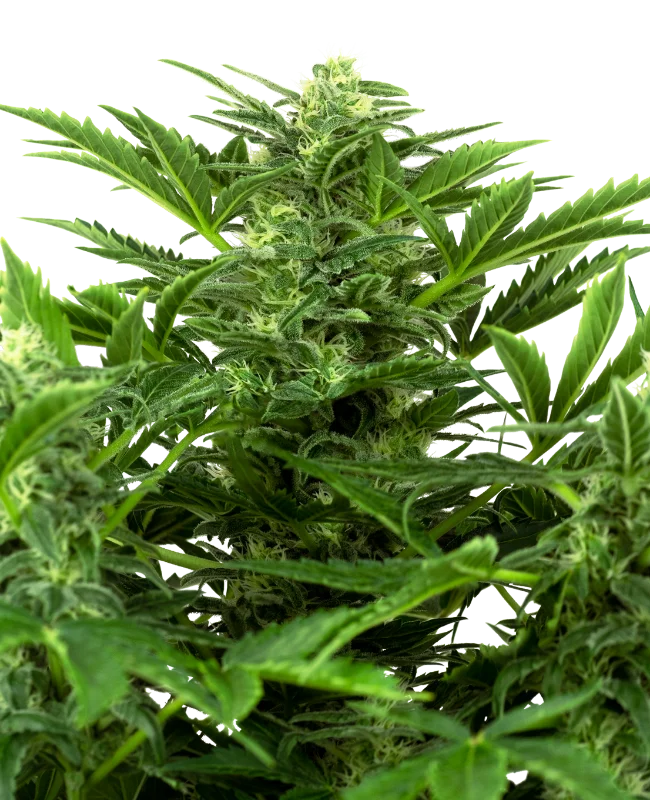 Mandarine Punch van Sensi Seeds