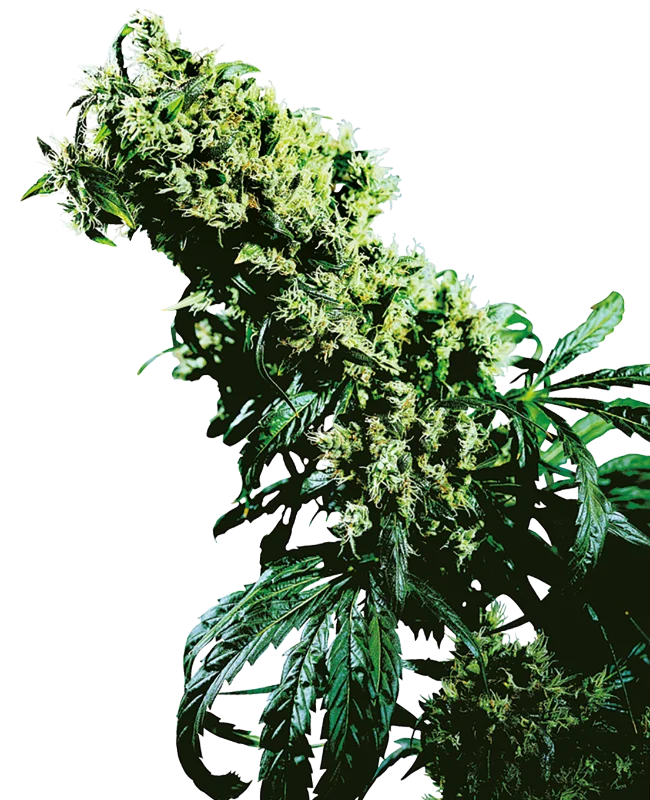 Northern Lights #5 x Haze van Sensi Seeds