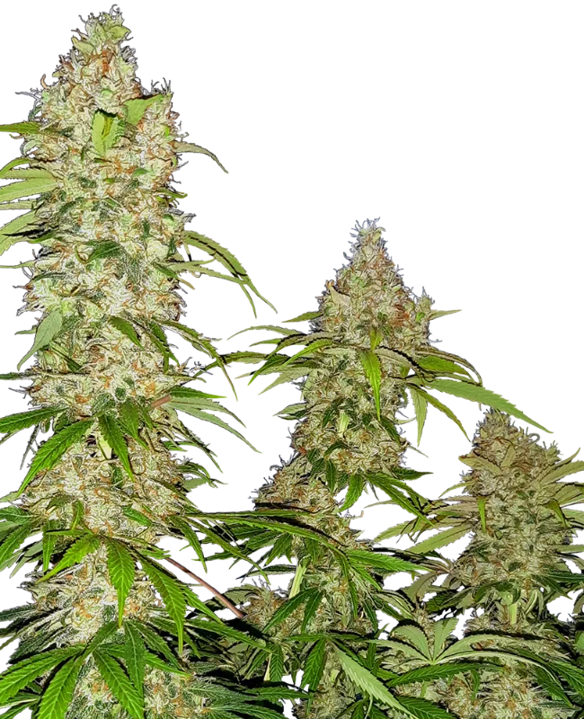 Banana Kush Cake van Sensi Seeds
