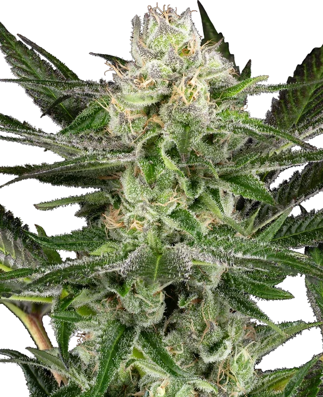 O'Gezuz van Sensi Seeds