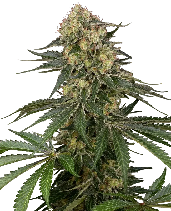 Berliner van Sensi Seeds