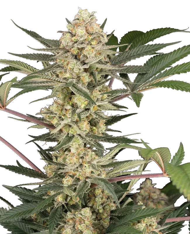 Chrome Fade van Sensi Seeds