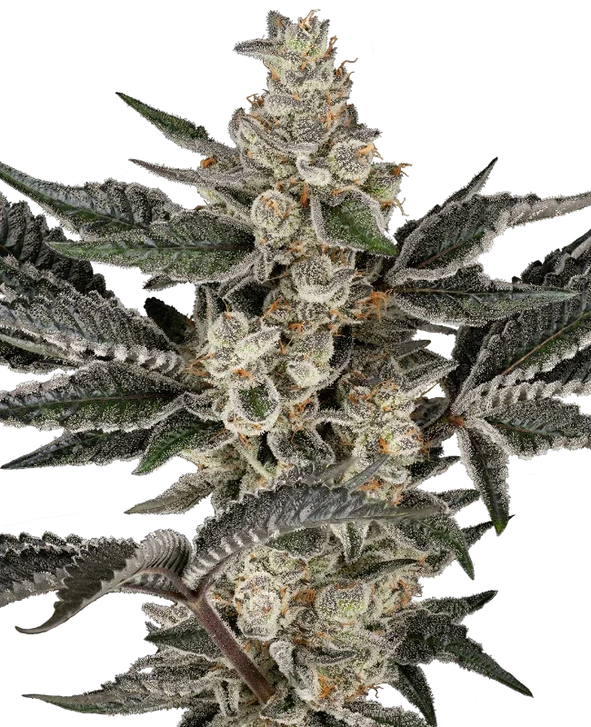 Gremlin's Breath van Sensi Seeds
