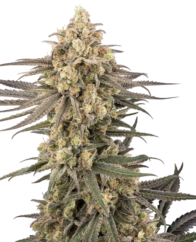 Frosted Grapes XXL van Sensi Seeds