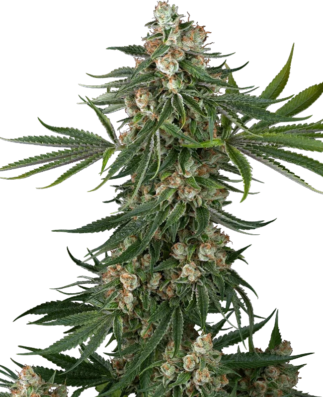 Fallout OG van Sensi Seeds
