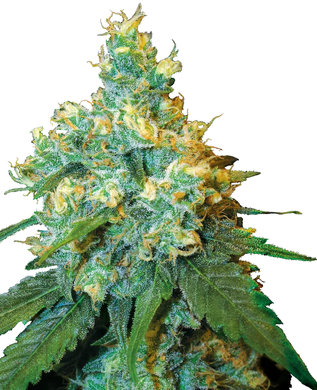 Jack Herer van Sensi Seeds