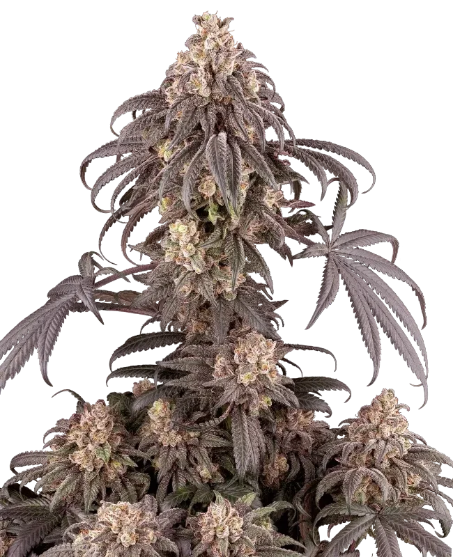 Gun Smoke van Sensi Seeds