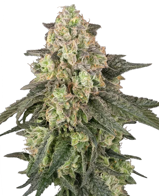 Full Throttle van Sensi Seeds
