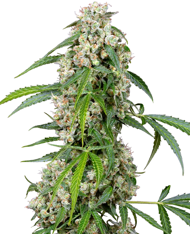 Pineapple van Sensi Seeds