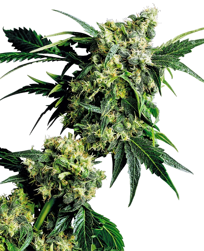 Mr. Nice G13 X Hash Plant van Sensi Seeds
