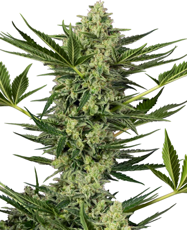 Ghostbuzzters OG van Sensi Seeds
