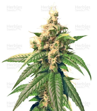 Skunk Kush van Sensi Seeds