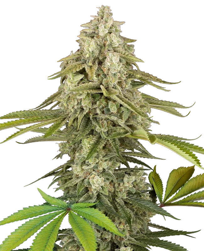 Tangie Jungle Juice van Sensi Seeds