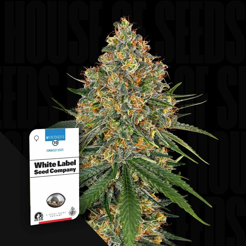 White Cheese van Sensi Seeds