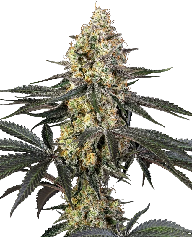 Purple Papaya Paradise van Sensi Seeds