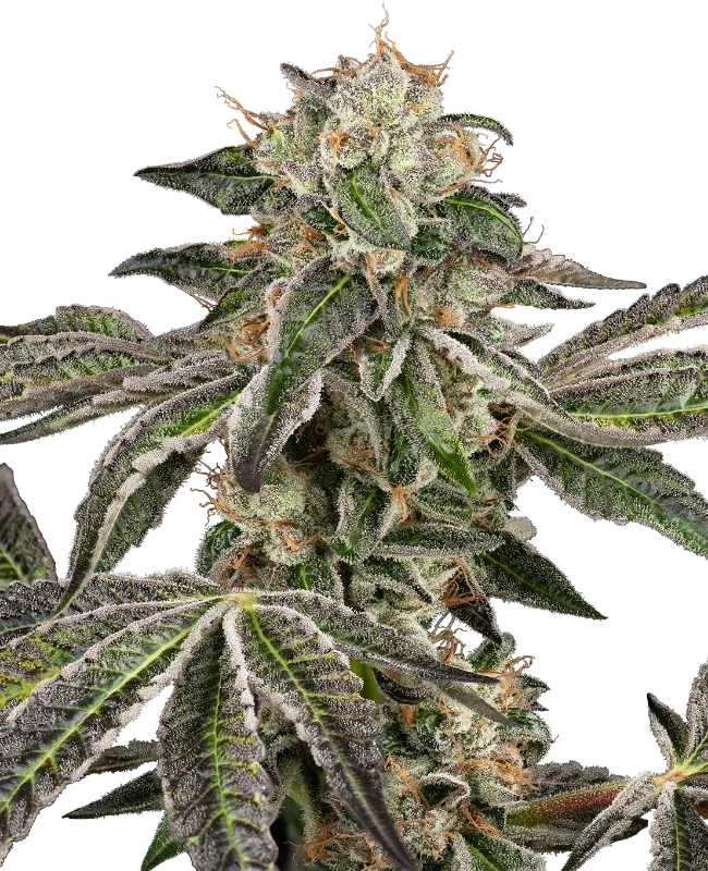 Runtz van Sensi Seeds