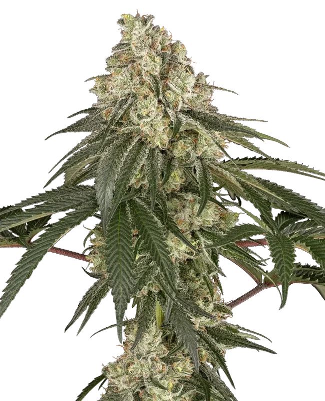 Pineapple Blossom van Sensi Seeds