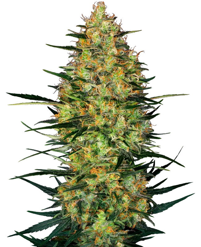 Caramellow Kush van Sensi Seeds