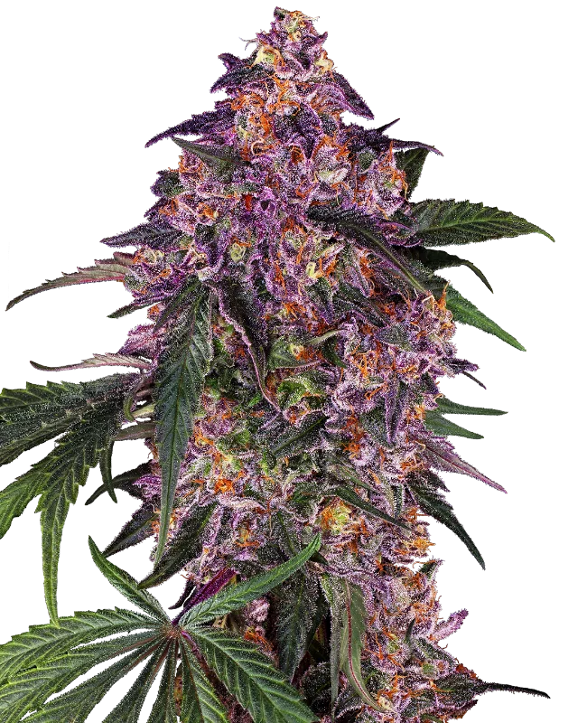Sensi Purple Kush van Sensi Seeds