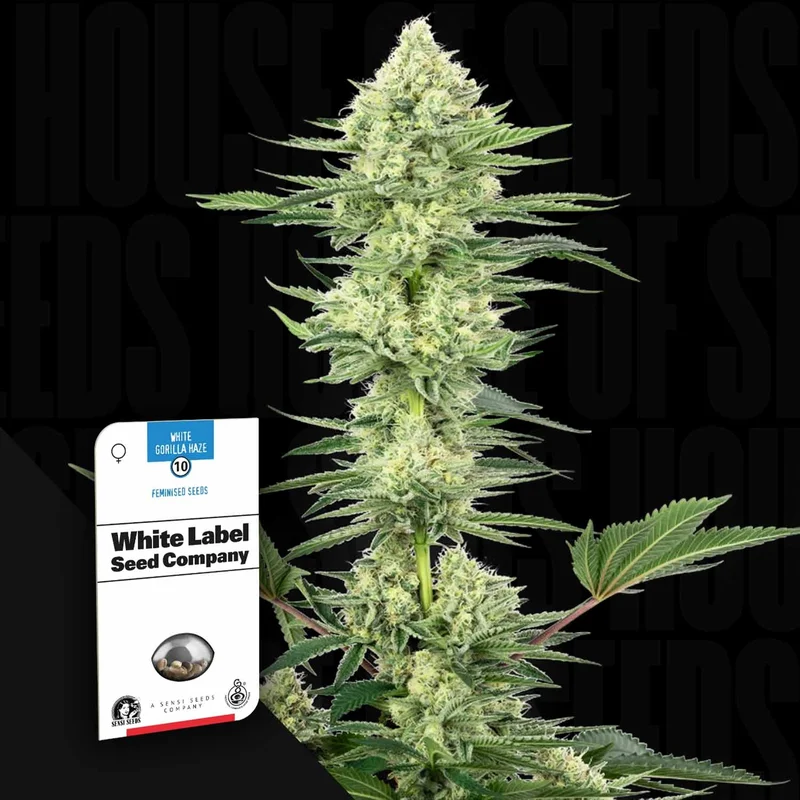 White Gorilla Haze van Sensi Seeds
