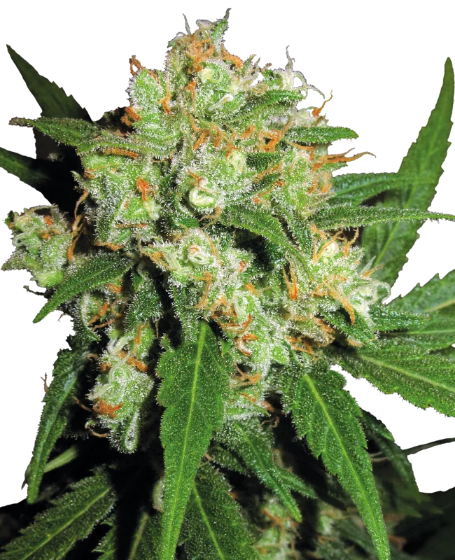 Sensi Skunk van Sensi Seeds