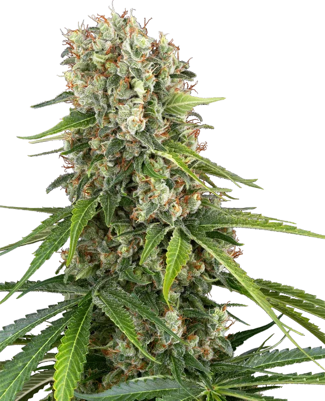 Blue Sunset van Sensi Seeds
