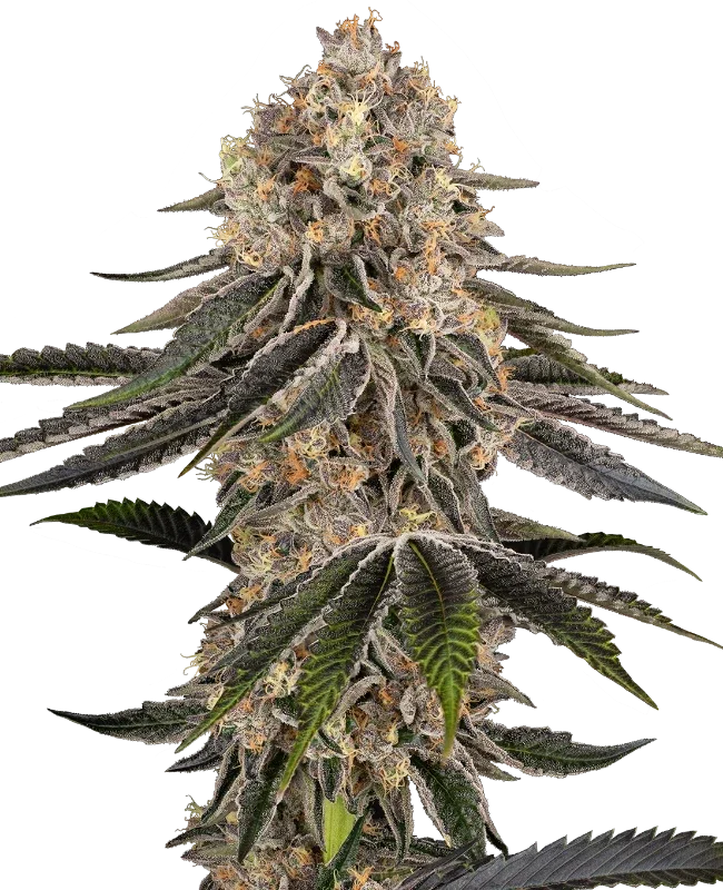 White Orangutan van Sensi Seeds