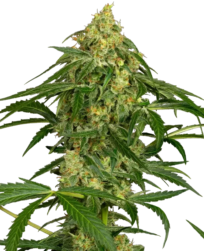 Kandiz van Sensi Seeds