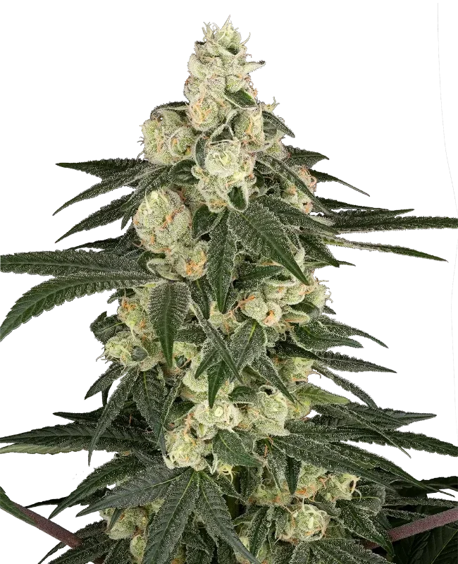 Vienna Cotta van Sensi Seeds
