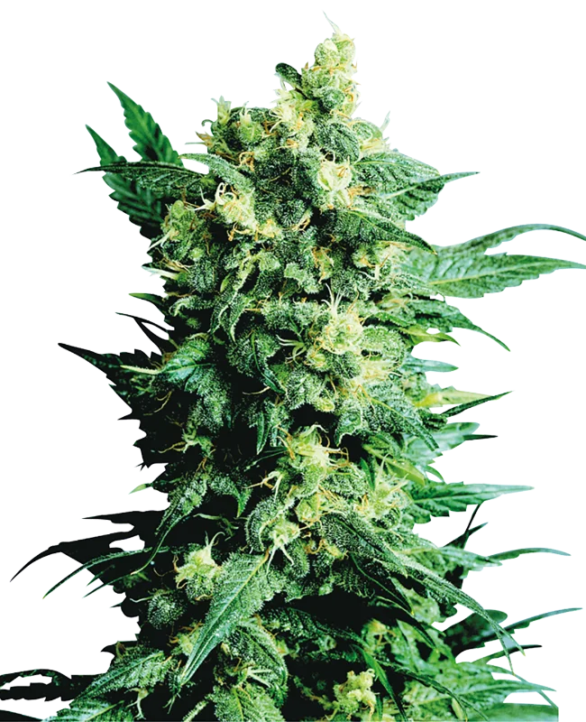 Shiva Shanti II van Sensi Seeds