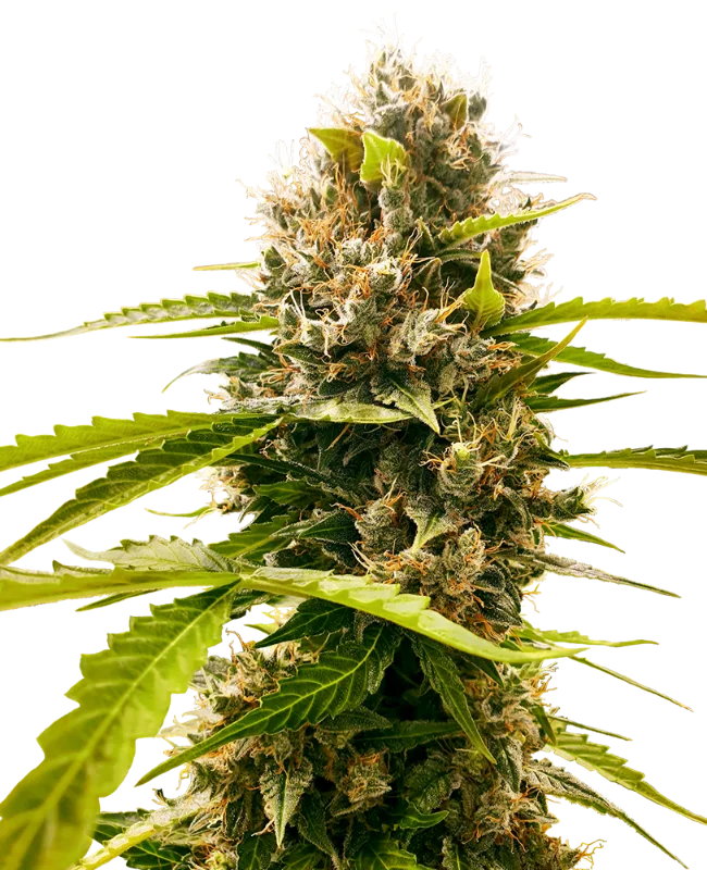 Mandarin Punch van Sensi Seeds