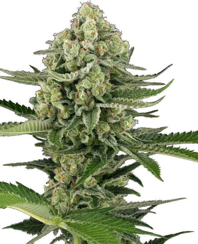 Candy Buds van Sensi Seeds