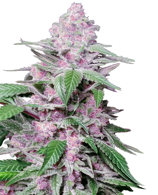 Purple Cookie Kush van Sensi Seeds