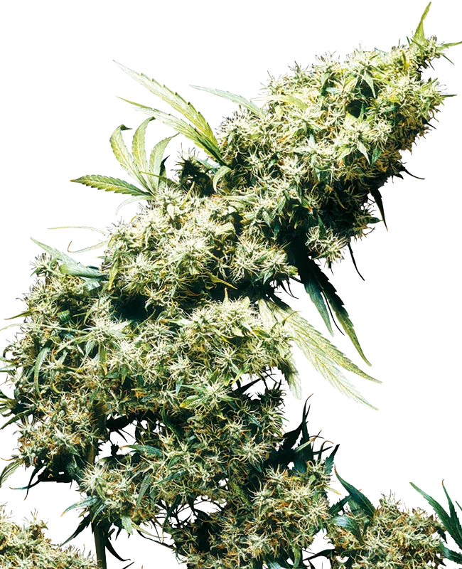 Jamaican Pearl van Sensi Seeds
