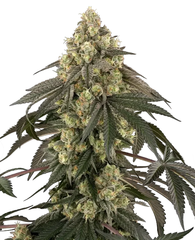 Loud Kush van Sensi Seeds