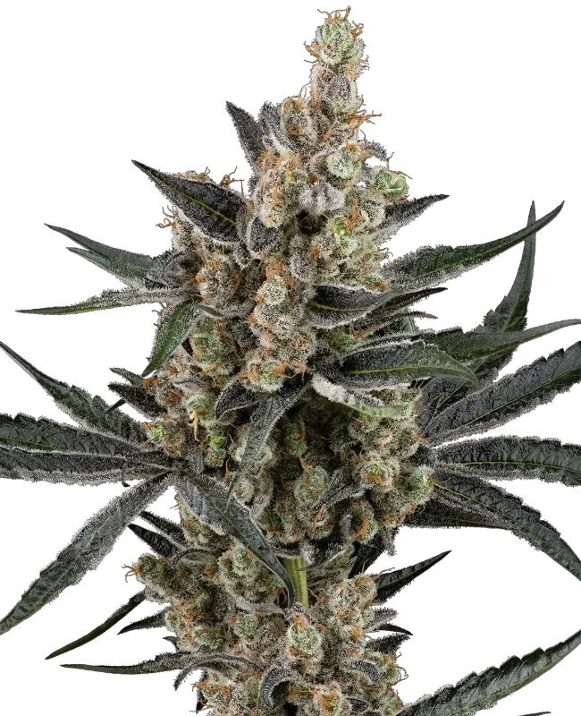 Banana Cake Pop van Sensi Seeds