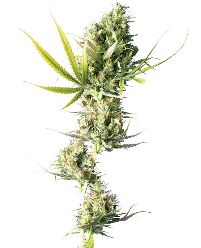 Durban van Sensi Seeds