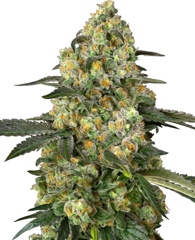 Big Berry Bliss van Sensi Seeds