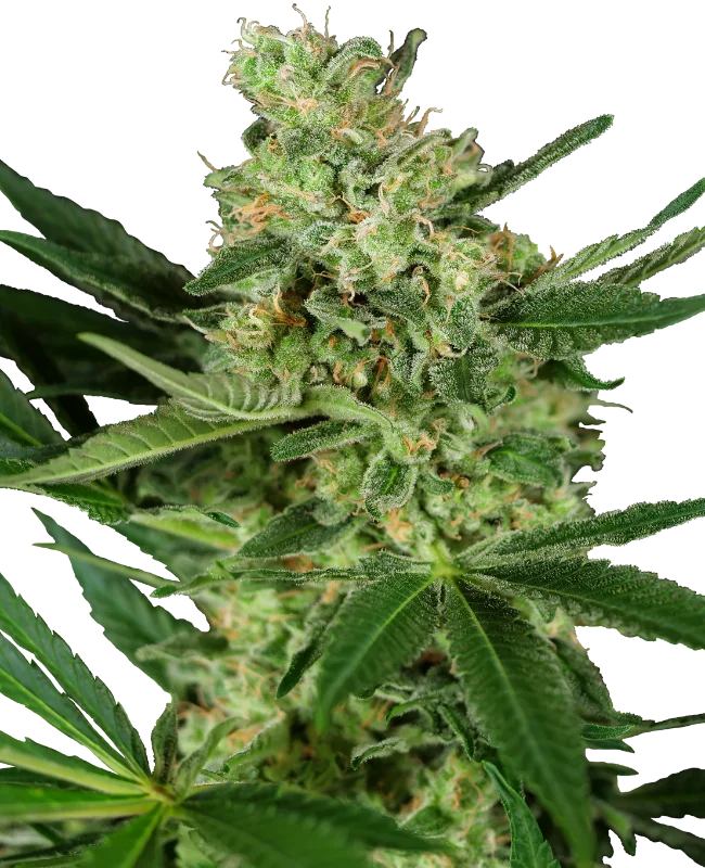 Pumpkin Spice van Sensi Seeds