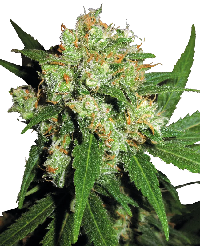 Sensi Skunk van Sensi Seeds