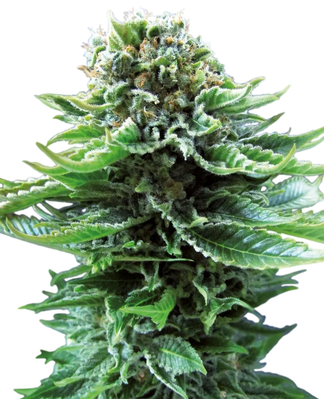 Northern Lights van Sensi Seeds
